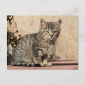 Grumpy Kitten Briefkaart (Voorkant)