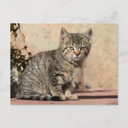 Grumpy Kitten Briefkaart (Voorkant)