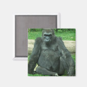 Grumpy Lowland Gorilla Magneet (Voorkant / Achterkant)