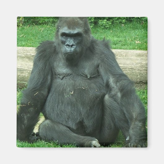 Grumpy Lowland Gorilla Magneet (Voorkant)