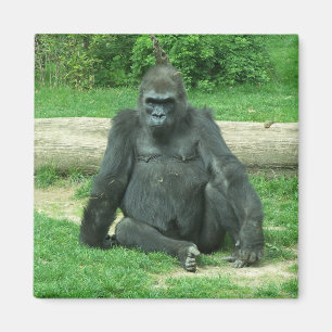 Grumpy Lowland Gorilla Magneet
