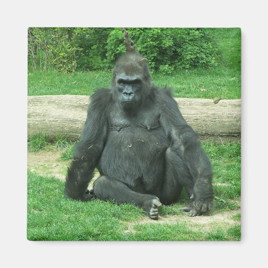 Grumpy Lowland Gorilla Magneet (Voorkant)