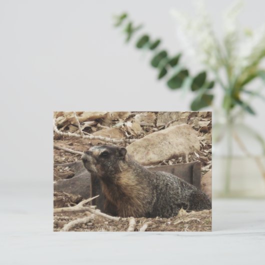 Grumpy Marmot Briefkaart (Staand voorkant)