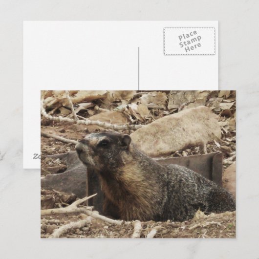 Grumpy Marmot Briefkaart (Voorkant / Achterkant)