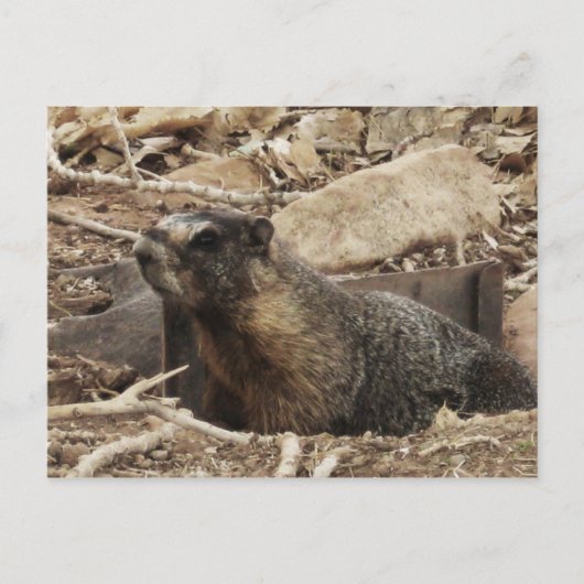 Grumpy Marmot Briefkaart (Voorkant)