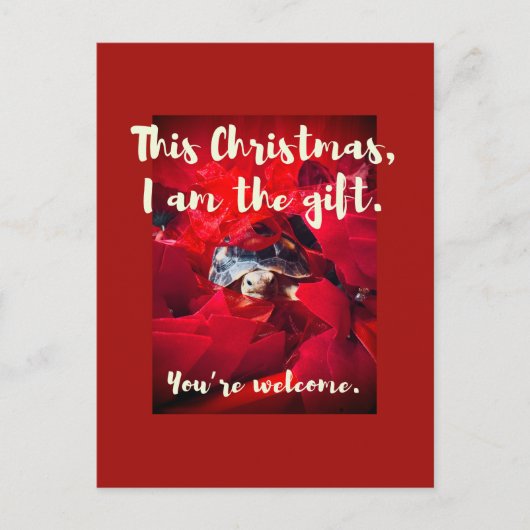 Grumpy Schattige Baby Sulcata Tortoise kerstcadeau Briefkaart (Voorkant)