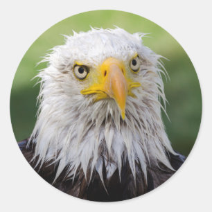 Grumpy & Soggy Bald Eagle Ronde Sticker