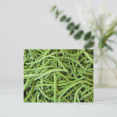 grüne Bohnen Briefkaart (Staand voorkant)