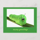 Grüne Raupe Briefkaart (Voorkant)