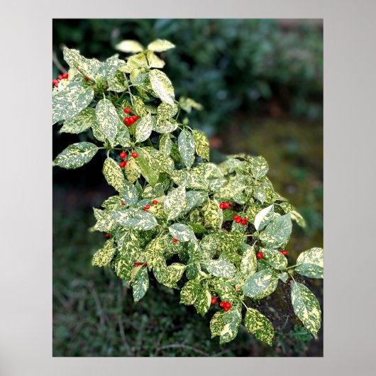 Grüner Strauch mit roten Beeren Poster (Voorkant)