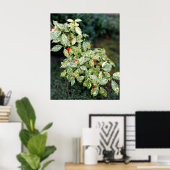 Grüner Strauch mit roten Beeren Poster (Thuiskantoor)