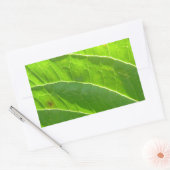 Grünes Blatt, hübsche Blattrippen Rechthoekige Sticker (Envelop)