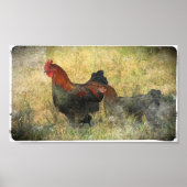 Grunge Canvas Black Copper Marans in Field Poster (Voorkant)