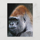 Grunge Lowland Gorilla Close-up Face Briefkaart (Voorkant)