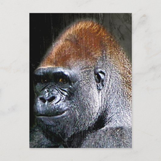 Grunge Lowland Gorilla Close-up Face Briefkaart (Voorkant)