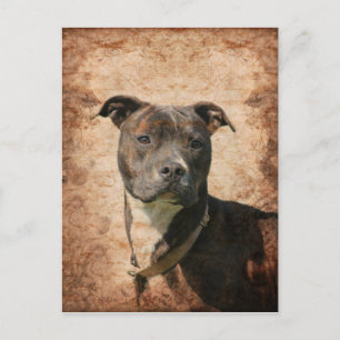 Grunge Pit Bull Terrier Briefkaart