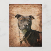 Grunge Pit Bull Terrier Briefkaart (Voorkant)