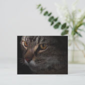 Grunge Tabby Cat Face in Shadow Briefkaart (Staand voorkant)