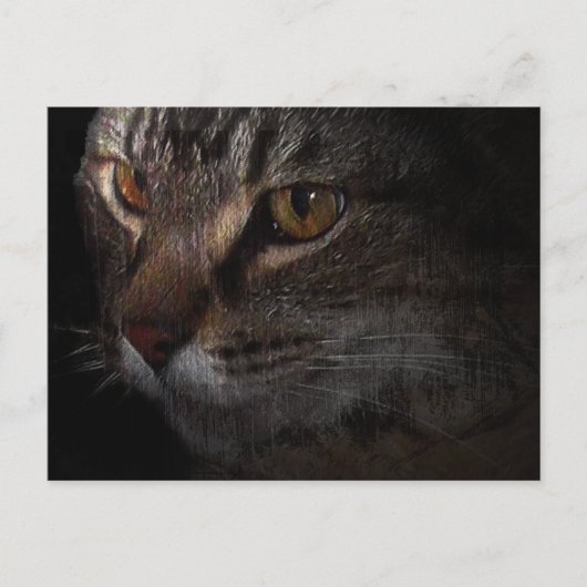 Grunge Tabby Cat Face in Shadow Briefkaart (Voorkant)