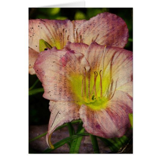 Grunged Up look Daylily (Voorkant)