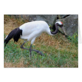 Grus japonensis (Voorkant Horizontaal)