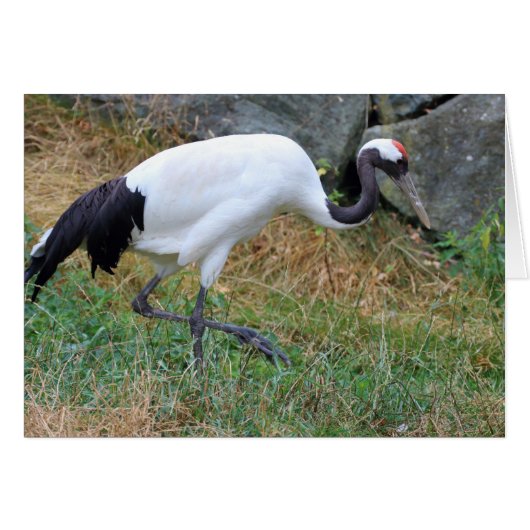 Grus japonensis (Voorkant Horizontaal)