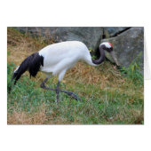 Grus japonensis (Voorkant Horizontaal)