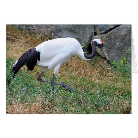 Grus japonensis (Voorkant Horizontaal)