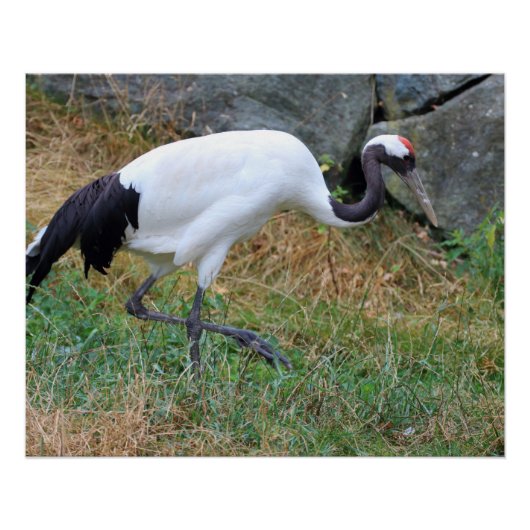 Grus japonensis poster (Voorkant)