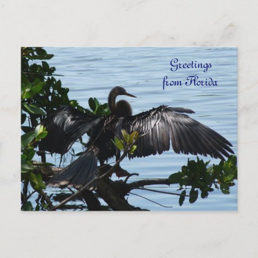 Grüße aus Florida Grußkarte Postkarte Briefkaart (Voorkant)
