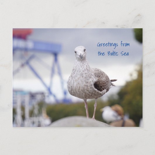 Grüße von der Ostsee - Möwe Briefkaart (Voorkant)