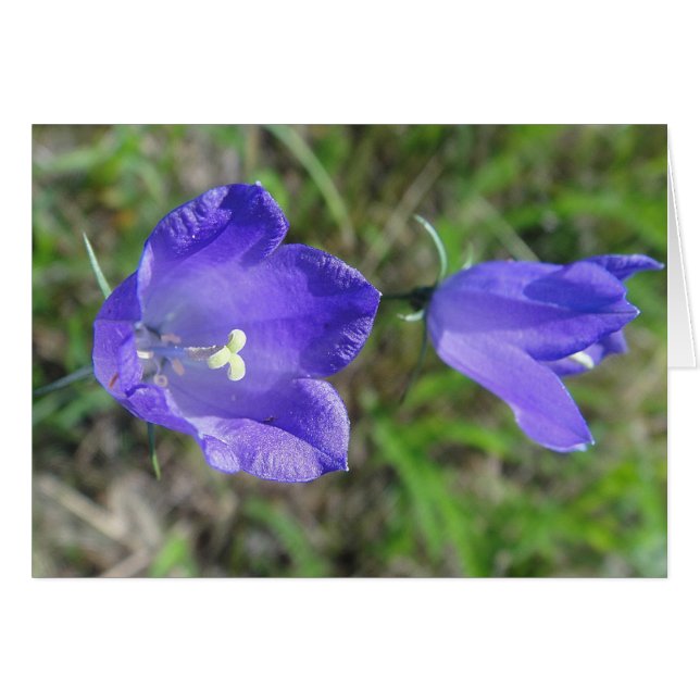 Grusskarte blaues Glockenblumenpaar, blanko (Voorkant Horizontaal)