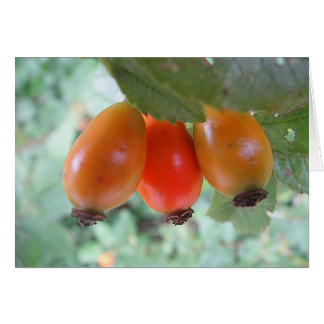 Grusskarte drei Hagebutten, blanko (Voorkant Horizontaal)