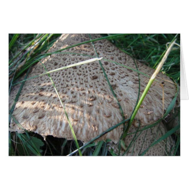 Grusskarte gemusterter Pilzhut, blanko (Voorkant Horizontaal)