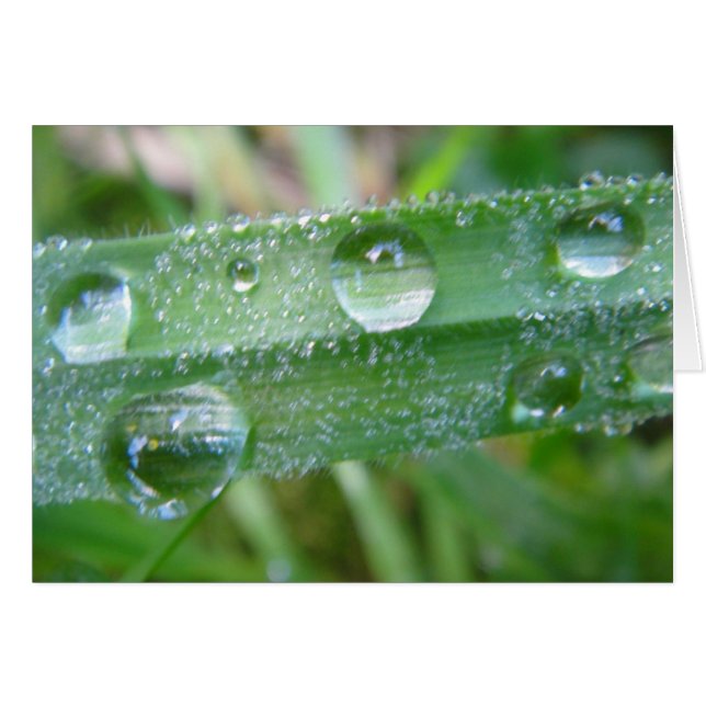 Grusskarte Grashalm mit Wassertropfen, blanko (Voorkant Horizontaal)