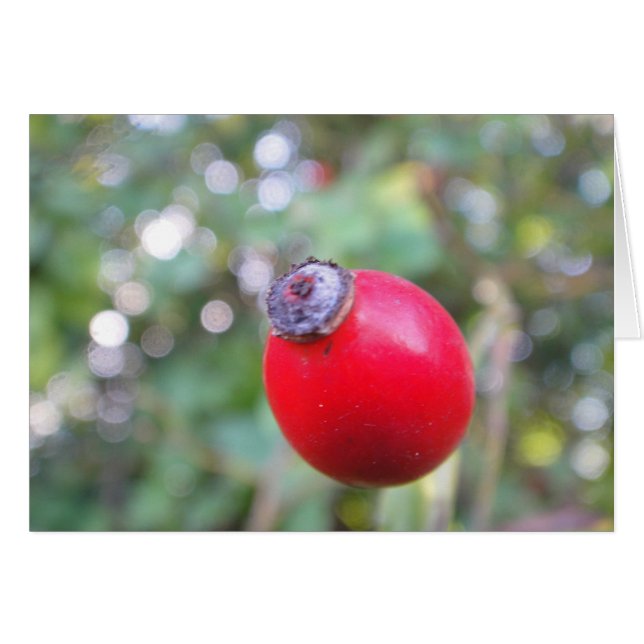 Grusskarte Hagebutte, blanko (Voorkant Horizontaal)