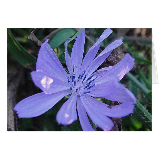 Grusskarte hübsche blaue Wildblume, blanko (Voorkant Horizontaal)