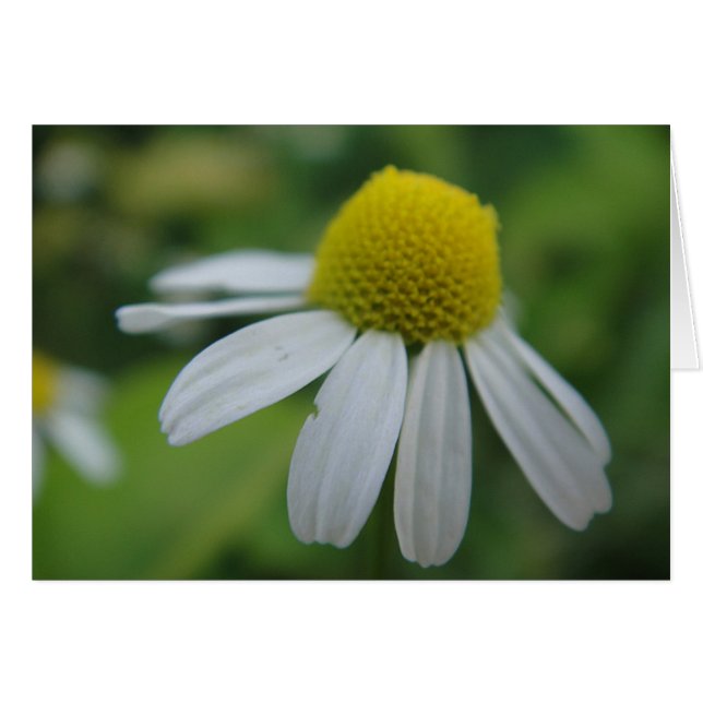Grusskarte Kamillenblüte , blanko (Voorkant Horizontaal)