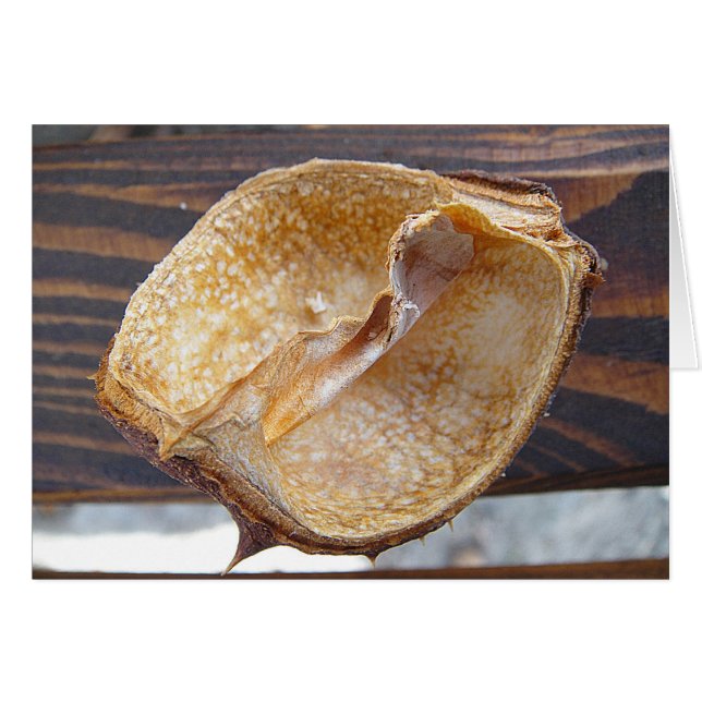 Grusskarte Kastanienschale, blanko (Voorkant Horizontaal)