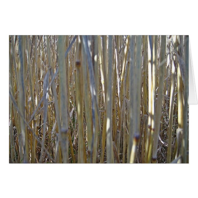 Grusskarte Kornstengel, blanko, gestaltbar (Voorkant Horizontaal)