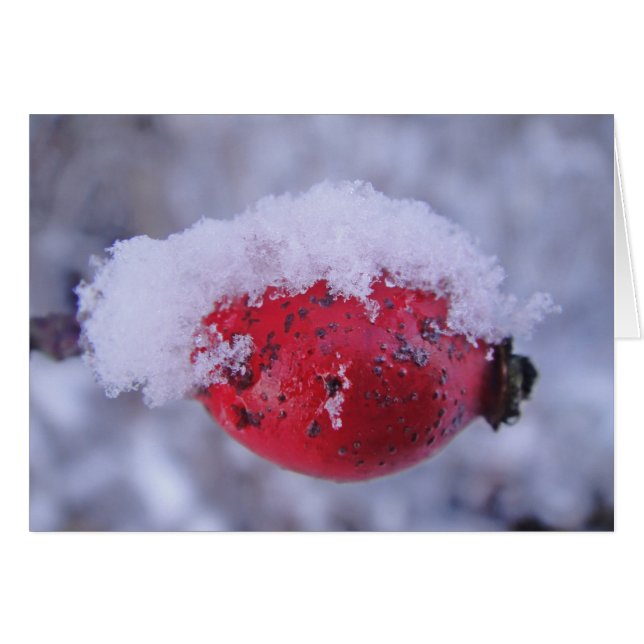 Grusskarte verschneite Hagebutte, blanko (Voorkant Horizontaal)
