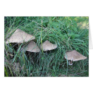 Grusskarte vier Pilzhüte, blanko