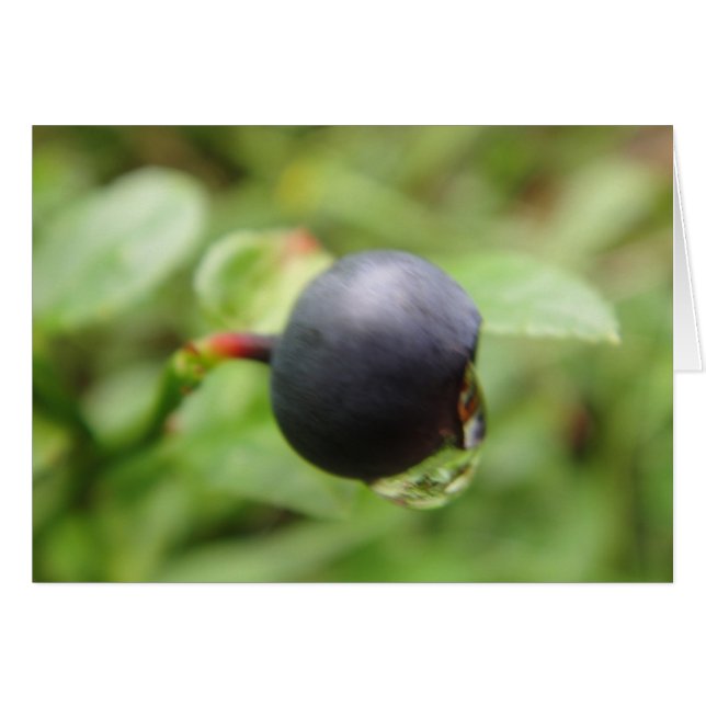 Grusskarte Waldheidelbeere mit Wassertropfen (Voorkant Horizontaal)