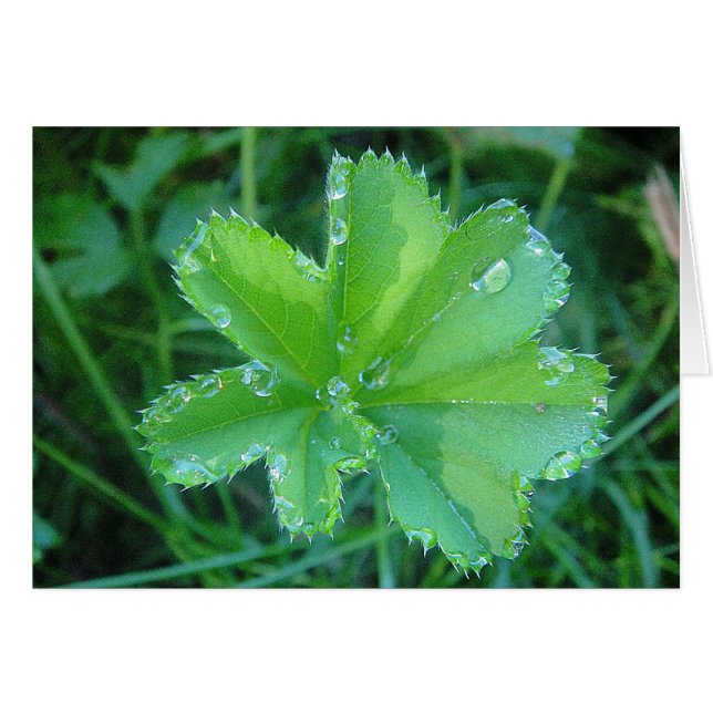 Grusskarte Wassertropfen auf Frauenmantelblatt (Voorkant Horizontaal)