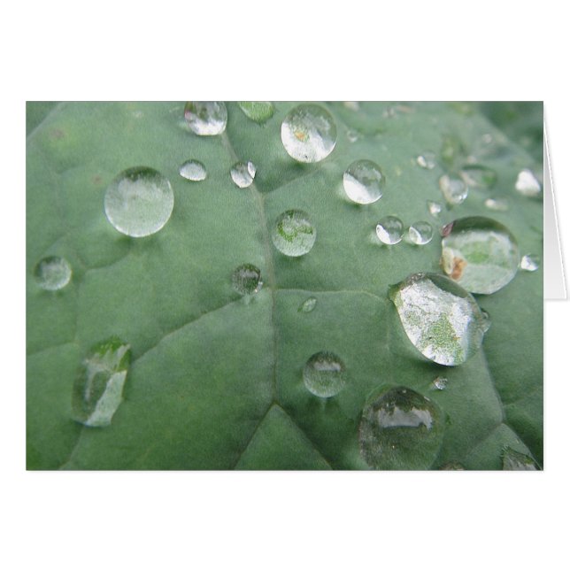 Grusskarte Wassertropfen auf graugrünem Blatt (Voorkant Horizontaal)