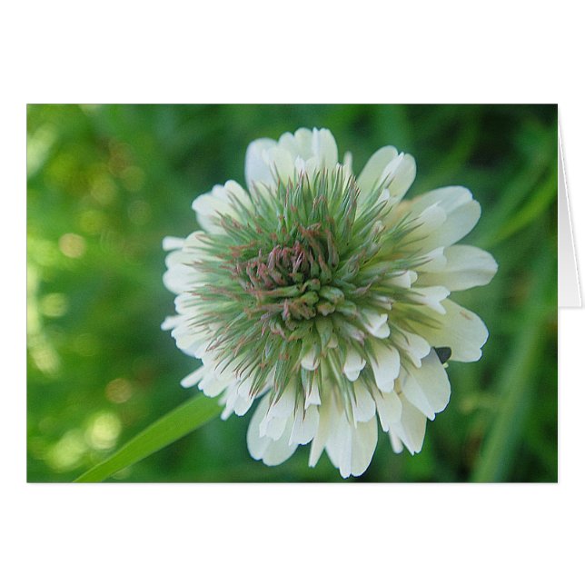 Grusskarte weisse Kleeblüte, blanko (Voorkant Horizontaal)