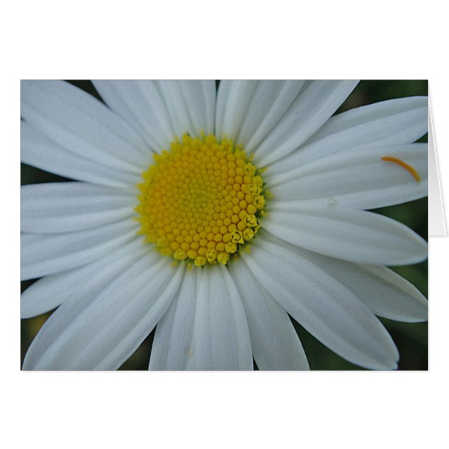 Grusskarte weisse Margerite, blanko (Voorkant Horizontaal)