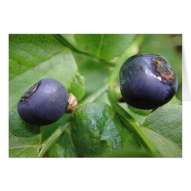 Grusskarte zwei Waldheidelbeeren, blanko (Voorkant Horizontaal)