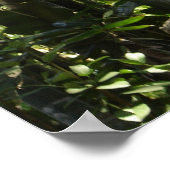 Guacamayo 7-kleuren / Scarlet Macaw Poster (Hoek)