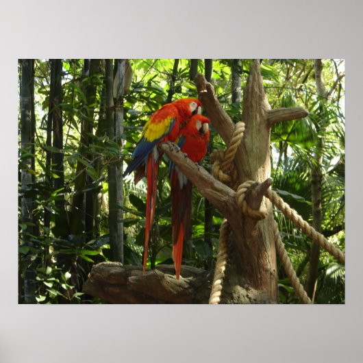 Guacamayo 7-kleuren / Scarlet Macaw Poster (Voorkant)